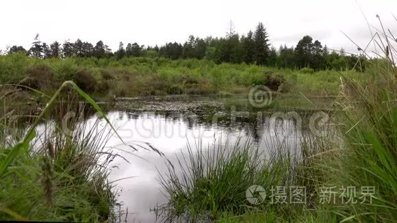 湿地池塘自然景观户外白天视频