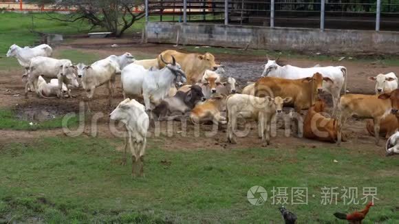 泰国奶牛在亚洲肮脏的牧场上放牧。 开牛场田.. 泰国。