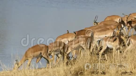 羚羊饮用水-克鲁格国家公园