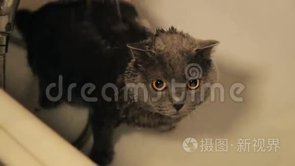 洗澡管里有可爱的猫。 低角度