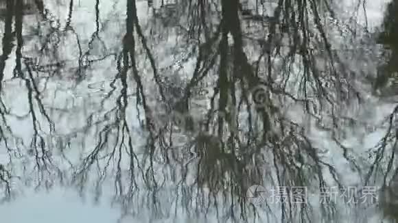 水面波光粼粼的树木视频