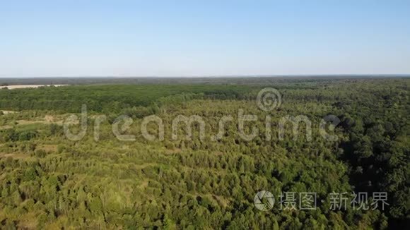 在一片幼叶林之上的空中天桥。 分段种植树林的主题.. 4K钻