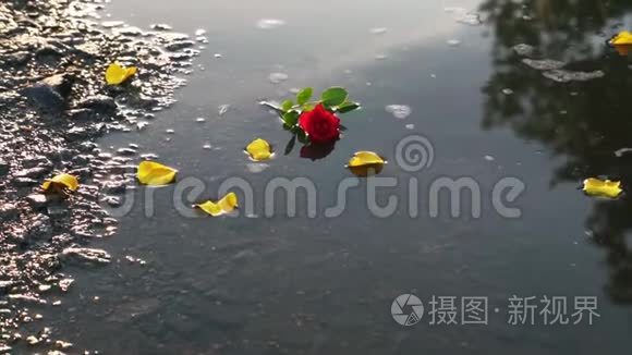 黄色玫瑰花瓣落入水中