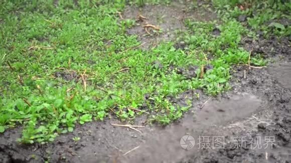 雨滴下湿地的幼芽视频