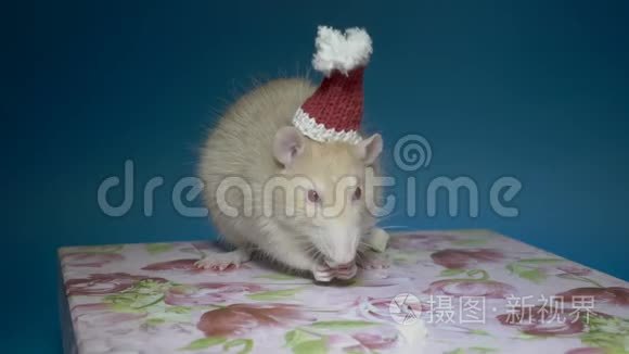 一只戴着红色圣诞老人帽子的可爱的米色老鼠，在蓝色背景的粉红色盒子上吃奶酪。 她抓起一块新的