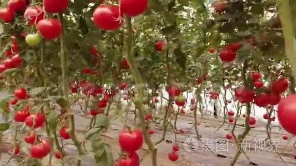 种植在大型工业温室内的番茄植物。