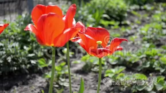 在砖房背景下花园里盛开的红色郁金香，特写