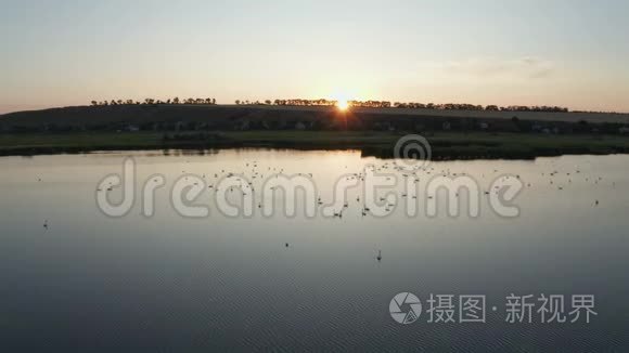 日落时用天鹅在漫滩湖中的无人视野
