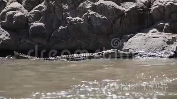 尼罗河鳄鱼在水中栖息视频