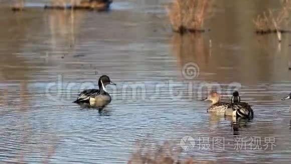 北鹑鸭在平静的晨水中游泳视频