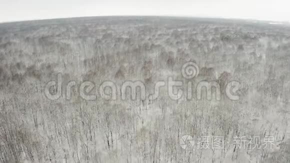 空中视频，在冬季落叶林中，用一架四翼飞机飞过树梢，落叶和白雪覆盖的树枝