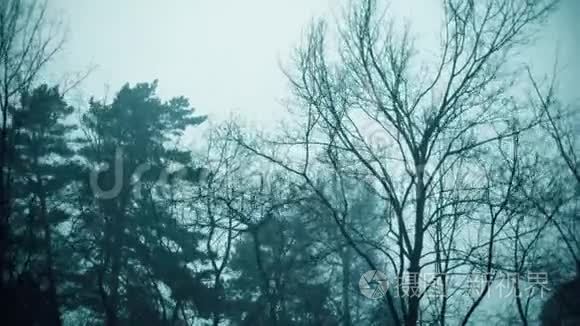 树木在暴风雪中弯曲视频