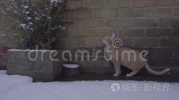 姜汤猫第一次经历雪