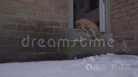 姜汤猫第一次经历雪