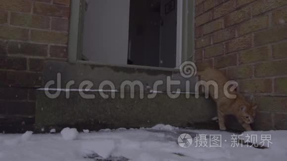 姜汤猫第一次经历雪