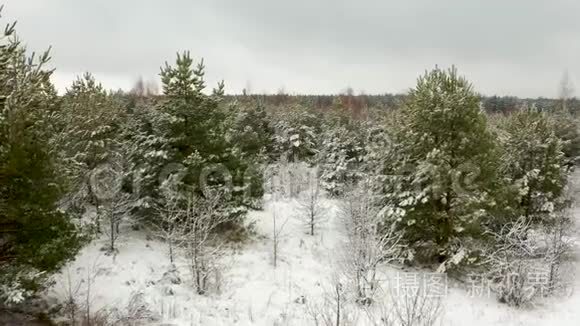 空中视频，在冬天的森林里，在白雪覆盖的小松树的松枝间飞来飞去