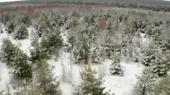 空中视频，在冬天的森林里用四架飞机飞过白雪覆盖的幼树的顶端