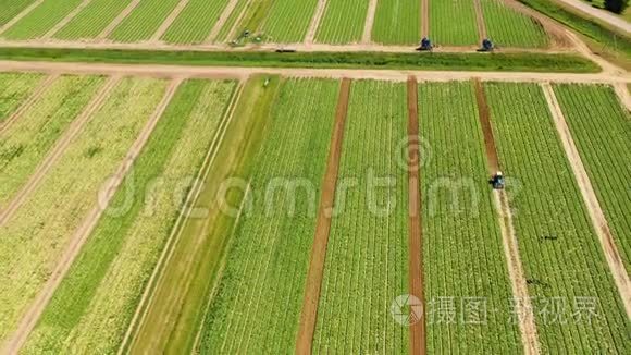 以上种植绿色作物的农地视频