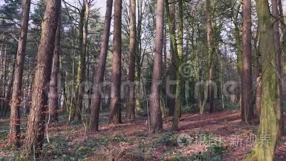 英国森林中的高大树木视频