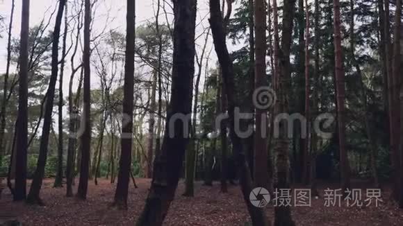 英国森林中高大树木的左边视频