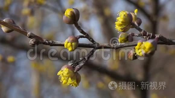 春天的黄花在树枝上视频
