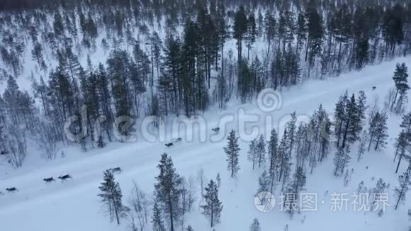 挪威路上雪地上驯鹿群的鸟瞰图