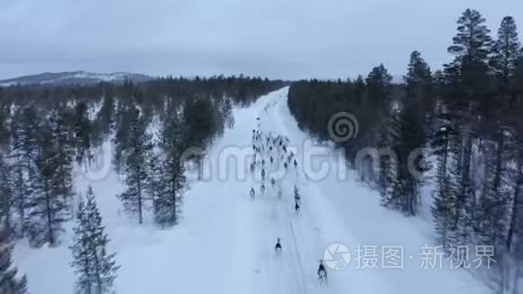 挪威路上雪地上驯鹿群的鸟瞰图