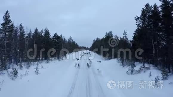 挪威路上雪地上驯鹿群的鸟瞰图