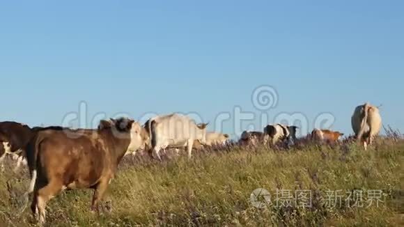 奶牛在牧场上放牧. 美丽的高山草地和奶牛。 蓝天上牧场上的牛。 奶业概念