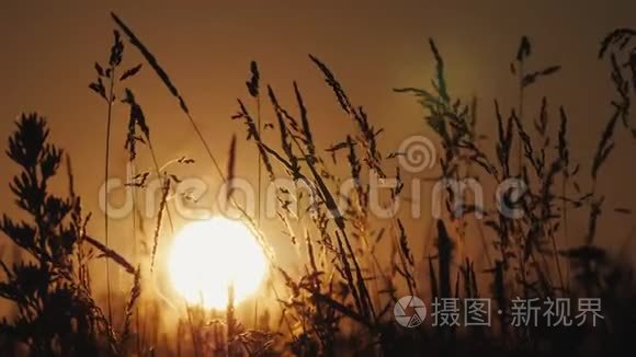 夕阳的圆盘穿过前景的草地视频