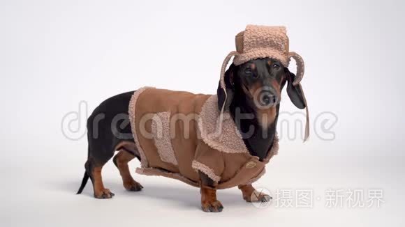 黑盖犬视频素材