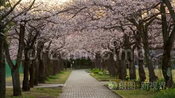 东京一个公园的樱花树排