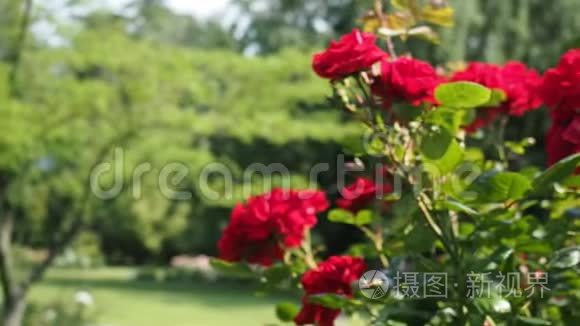 红玫瑰花在花园的高清视频