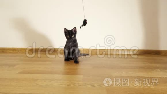 一只黑色漂亮的小猫在绳子上玩玩具