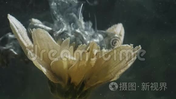 水中的墨花雷银漆飞溅视频