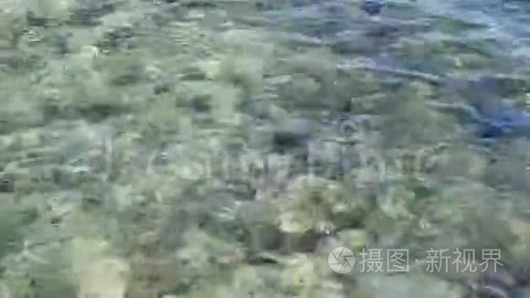 海水或海水与石化的珊瑚石视频