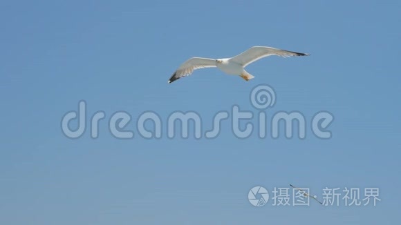 海鸥在蓝天上滑翔。 旅行趋势。 两只海鸥在蓝天上翱翔。 在天空中翱翔海鸥。 海鸥的叫声