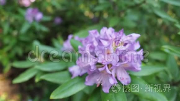 紫鹃花在花园的高清视频视频