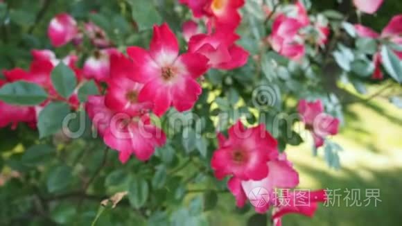 红玫瑰花在花园的高清视频