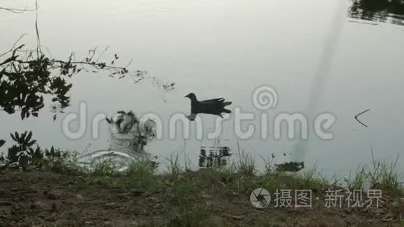 黑鸭在河上游泳视频