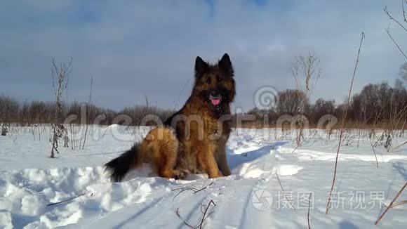 德国牧羊犬坐在雪地里