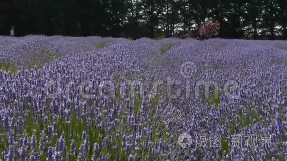 春日农场薰衣草花开的蜜蜂视频