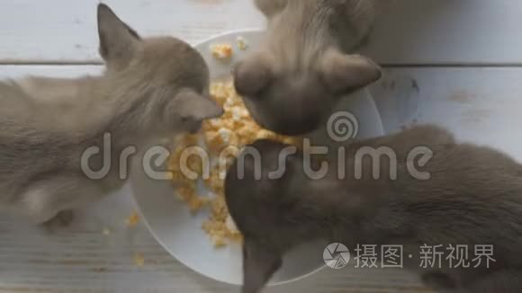 一个半月大的小猫吃鸡蛋视频