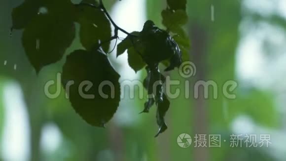 雨中的树叶视频