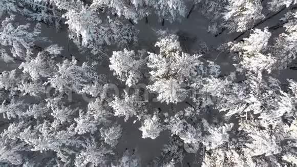 阳光明媚的一天，在一片冬日的松林中飞过白雪皑皑的树木