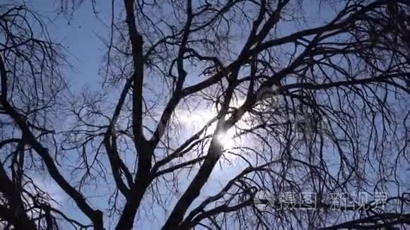 太阳的光穿过树木视频