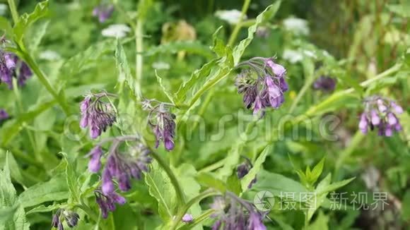 高清视频中花园里紫色的花视频