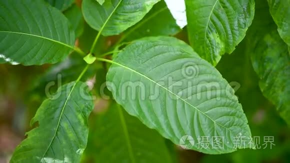 绿色是一种药物