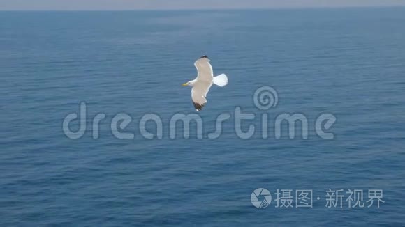 海鸥在海面上滑行，海洋.. 旅行趋势。 两只海鸥在蓝天上翱翔。 在天空中翱翔海鸥。 海鸥