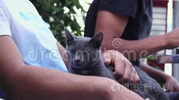 美丽的灰色流浪猫视频